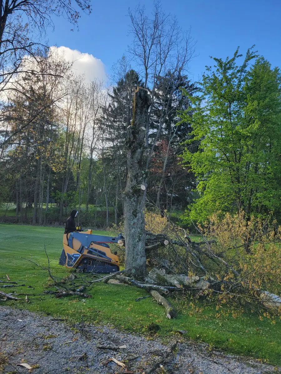 Crew felling a dead tree with a compact track loader in a wooded Ohio yard